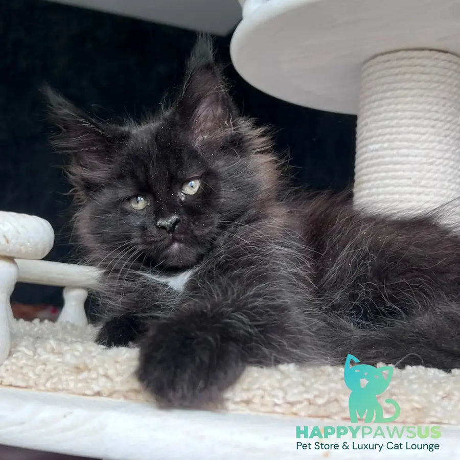 Onix Maine Coon female black with white - live animals