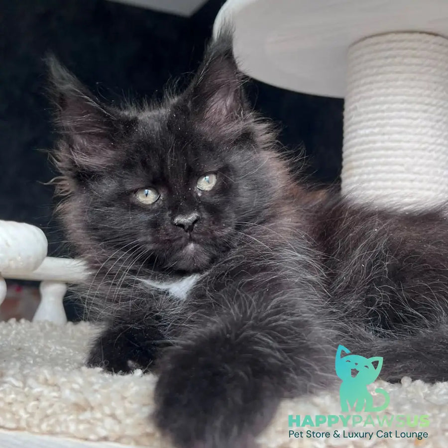 Onix Maine Coon female black with white - live animals