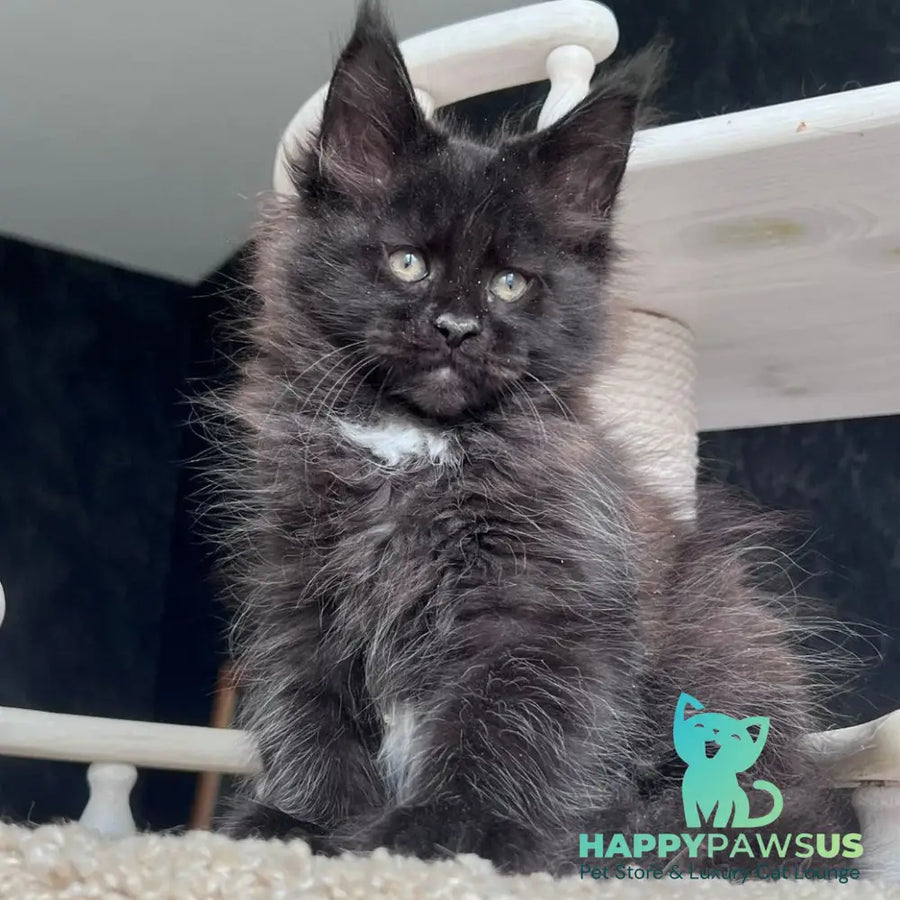 Onix Maine Coon female black with white - live animals