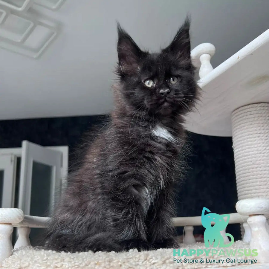 Onix Maine Coon female black with white - live animals
