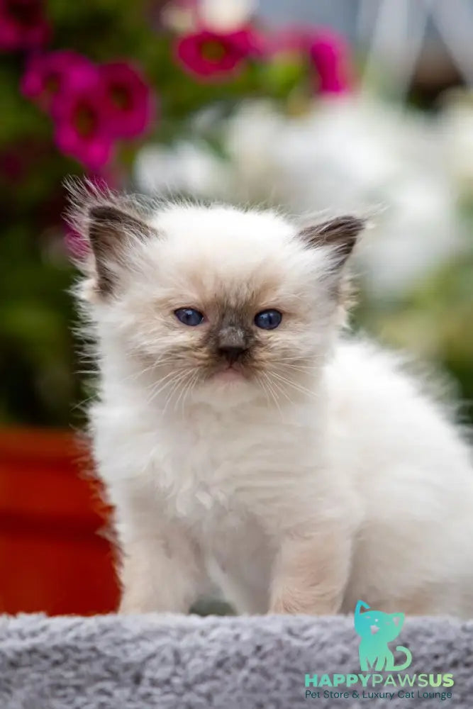 Onix Ragdoll male seal mitted - live animals