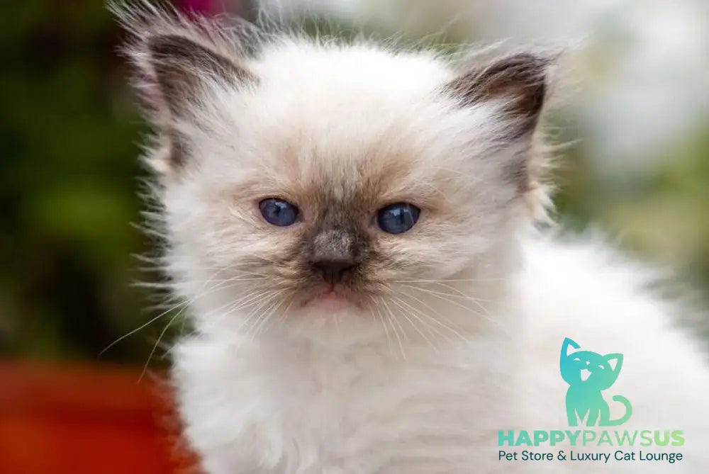 Onix Ragdoll male seal mitted - live animals