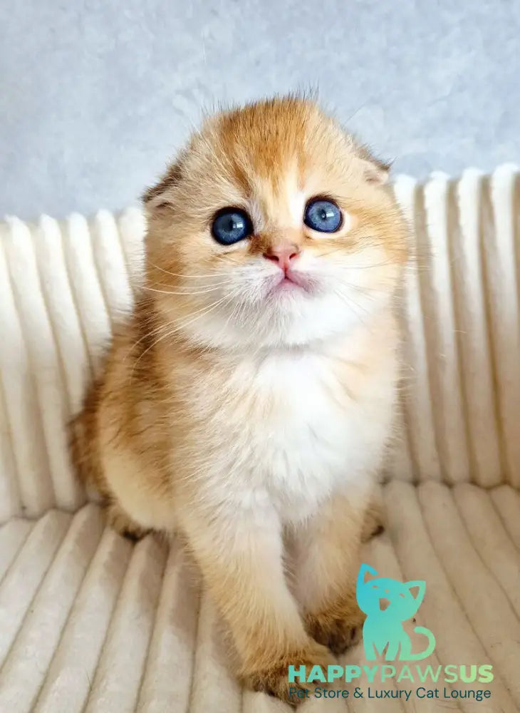 Onix Scottish Fold male black golden shaded - live animals