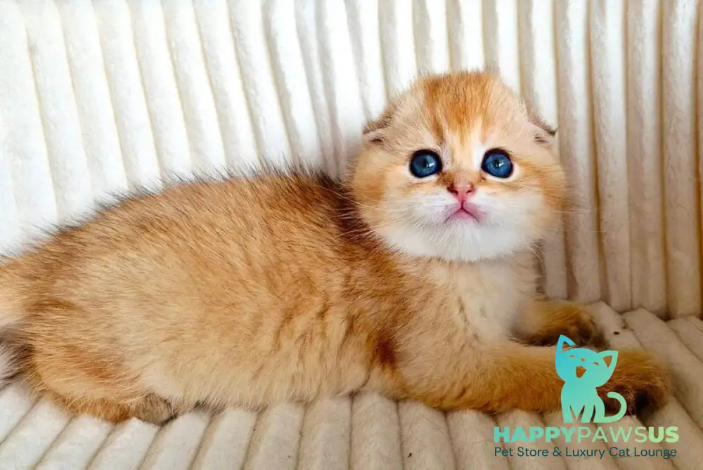 Onix Scottish Fold male black golden shaded - live animals
