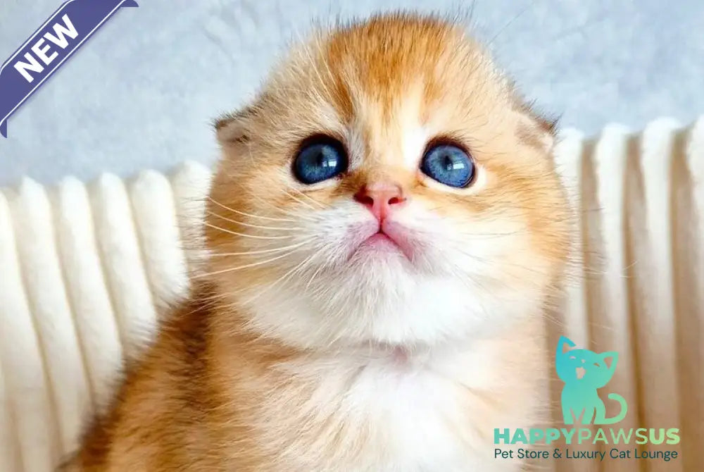 Onix Scottish Fold male black golden shaded - live animals