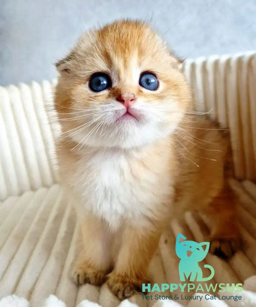 Onix Scottish Fold male black golden shaded - live animals