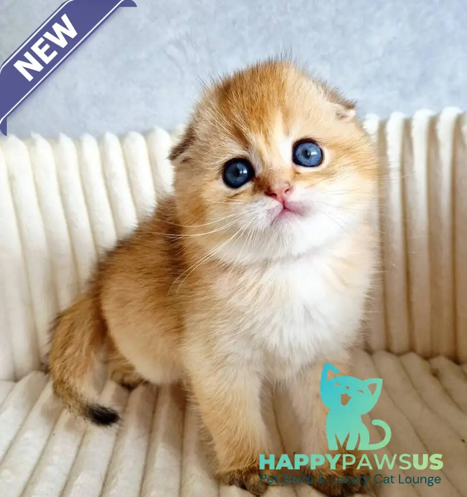 Onix Scottish Fold male black golden shaded - live animals