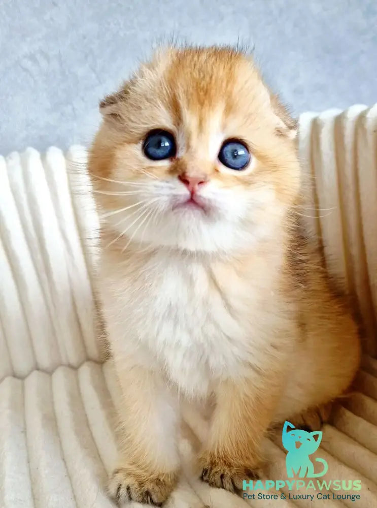 Onix Scottish Fold male black golden shaded - live animals