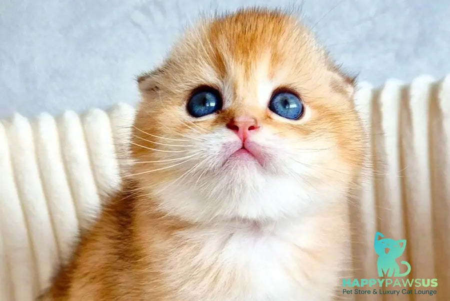Onix Scottish Fold male black golden shaded - live animals