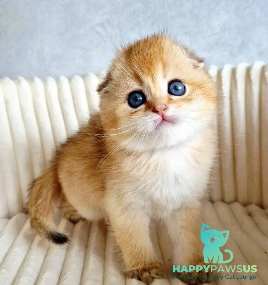 Onix Scottish Fold male black golden shaded - live animals