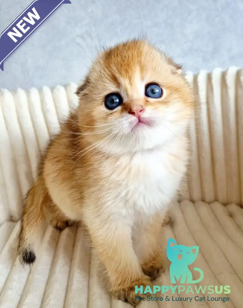 Onix Scottish Fold male black golden shaded - live animals