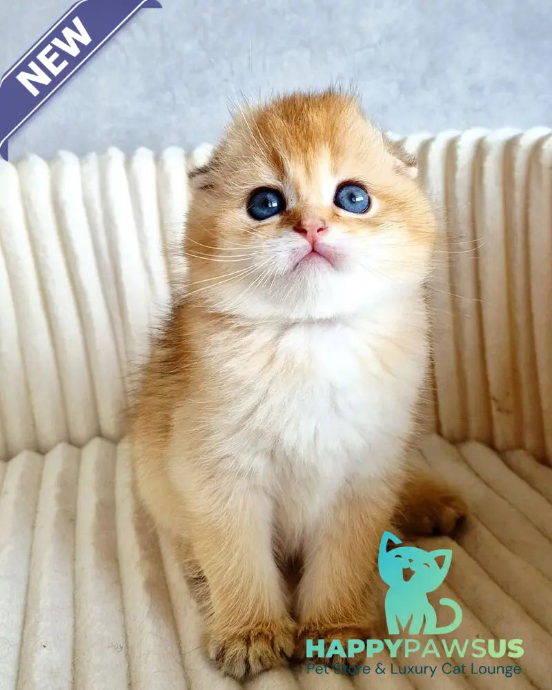 Onix Scottish Fold male black golden shaded - live animals