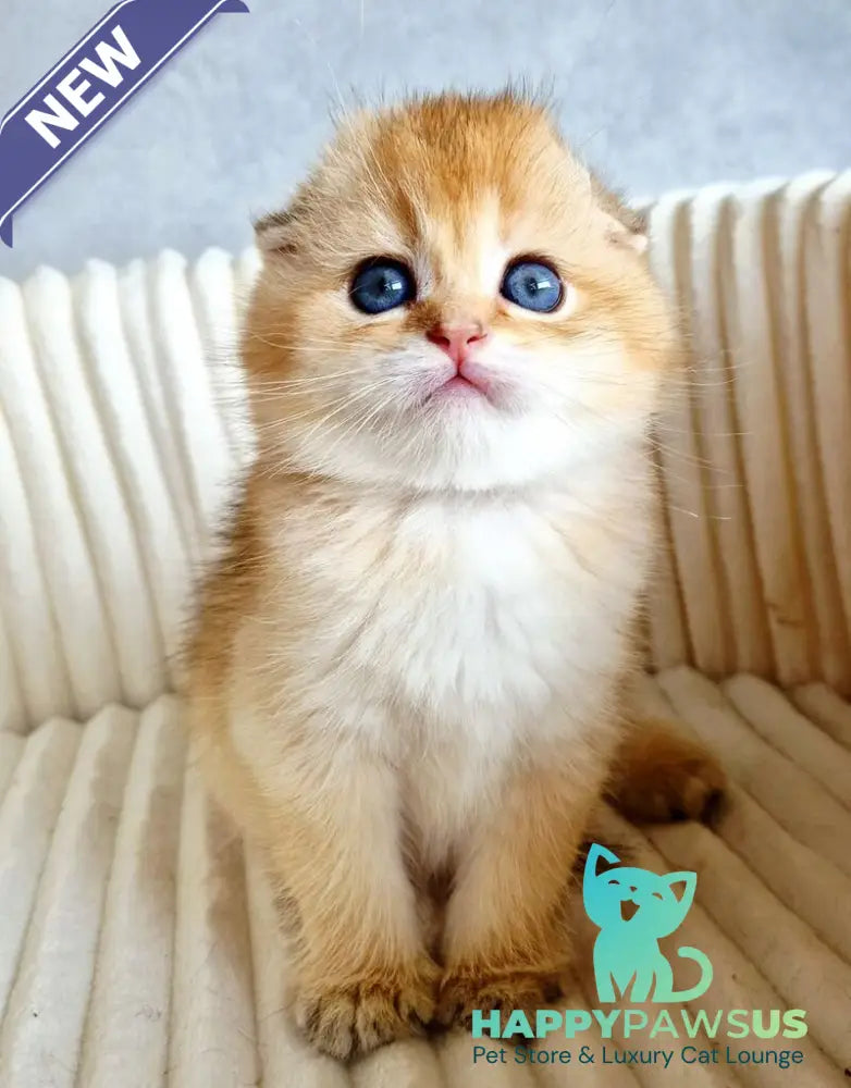 Onix Scottish Fold male black golden shaded - live animals
