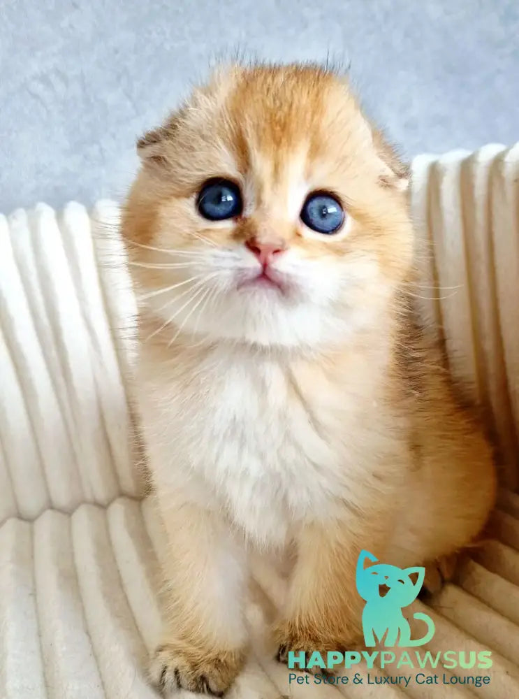 Onix Scottish Fold male black golden shaded - live animals