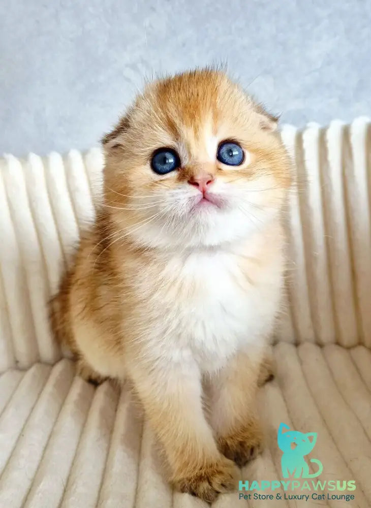 Onix Scottish Fold male black golden shaded - live animals