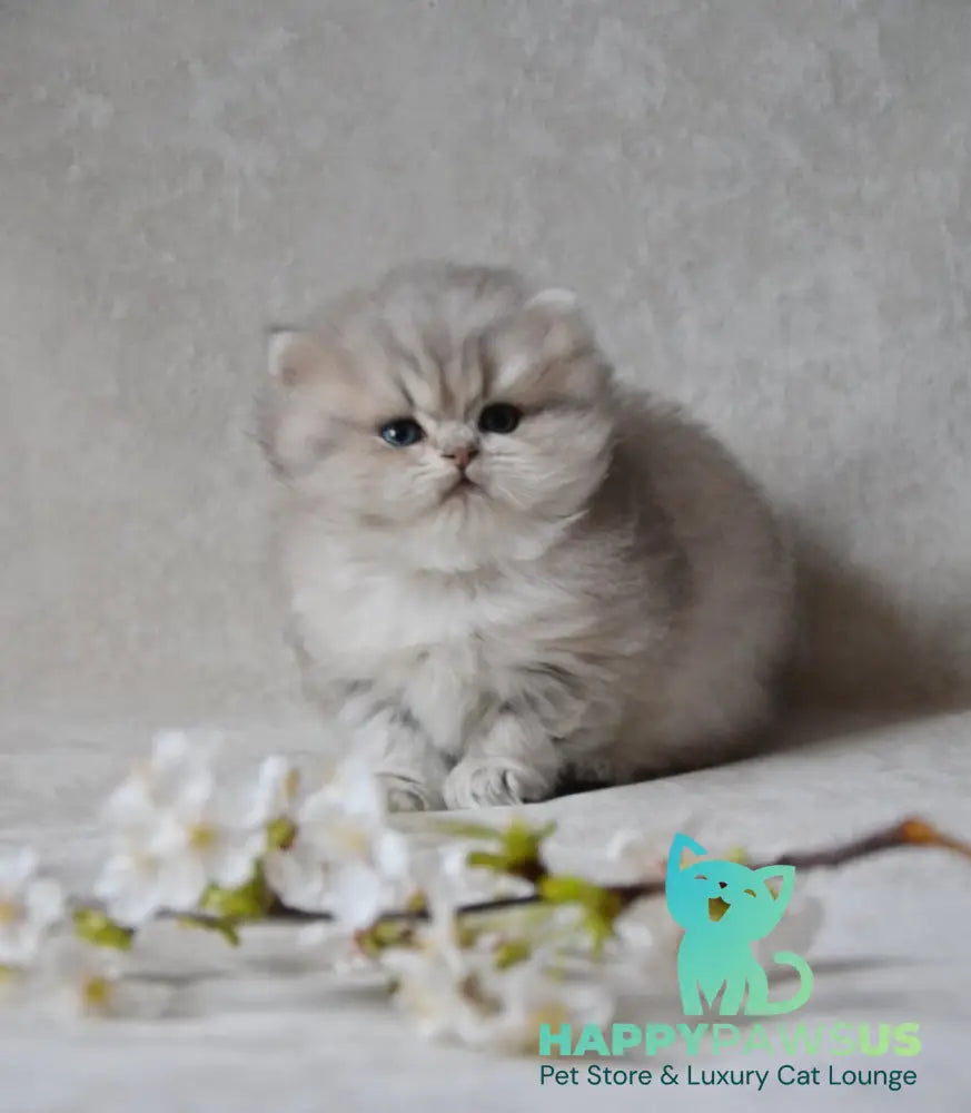 Onyx British Longhair male blue golden ticked tabby - live animals