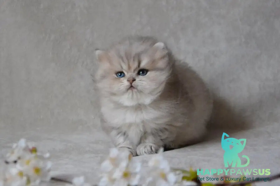 Onyx British Longhair male blue golden ticked tabby - live animals