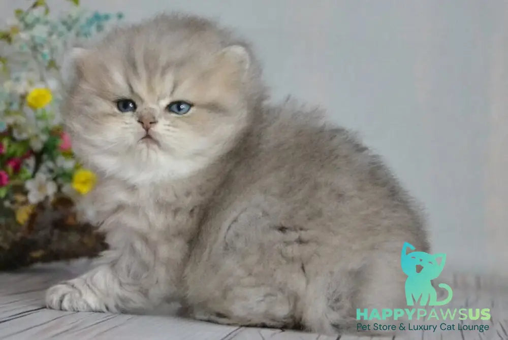 Onyx British Longhair male blue golden ticked tabby - live animals