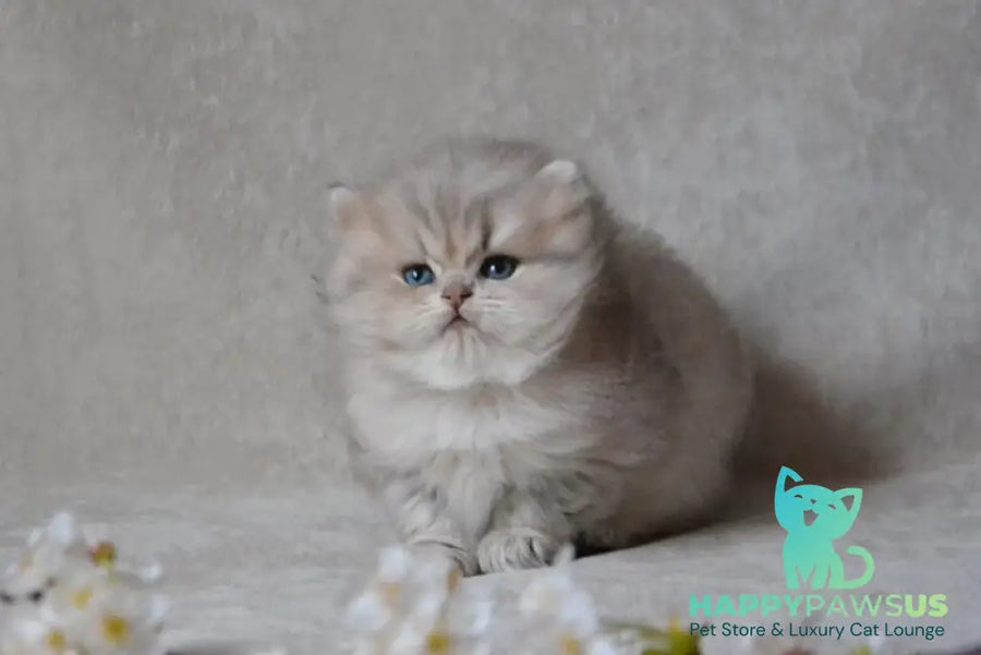 Onyx British Longhair male blue golden ticked tabby - live animals