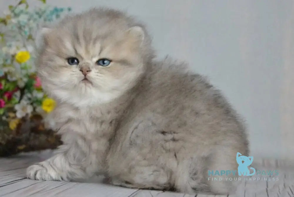 Onyx British Longhair male blue golden ticked tabby - live animals