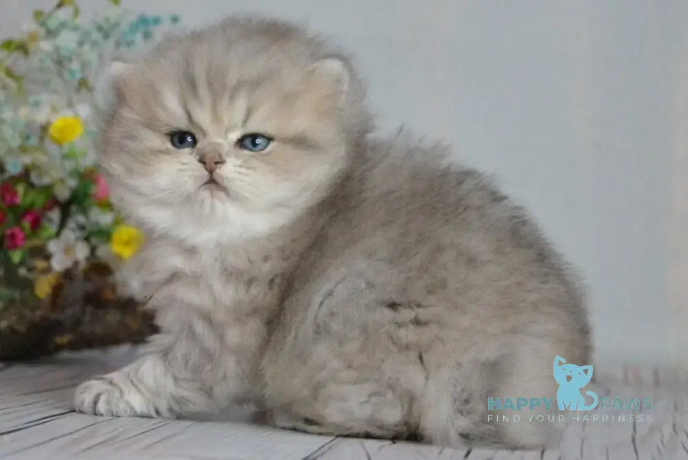 Onyx British Longhair male blue golden ticked tabby - live animals