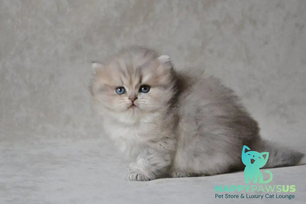 Onyx British Longhair male blue golden ticked tabby - live animals