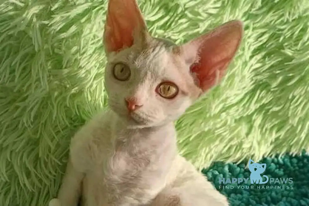 Onyx Devon Rex male fawn van live animals