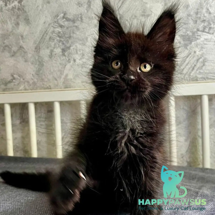 Onyx Maine Coon male black - live animals