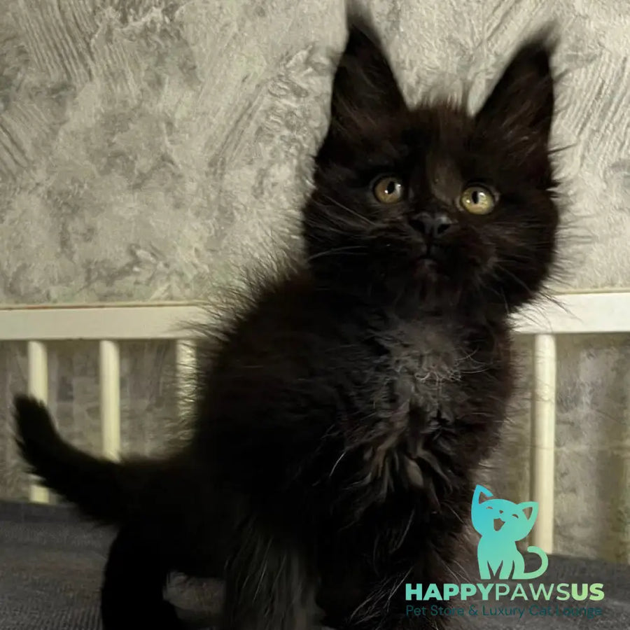 Onyx Maine Coon male black - live animals