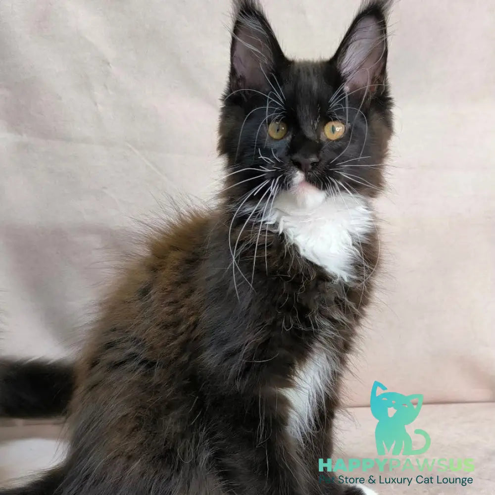 Onyx Maine Coon polydactyl 6x6x6x6 male black bicolour - live animals