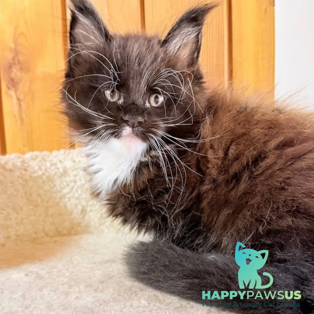 Onyx Maine Coon male black bicolour - live animals
