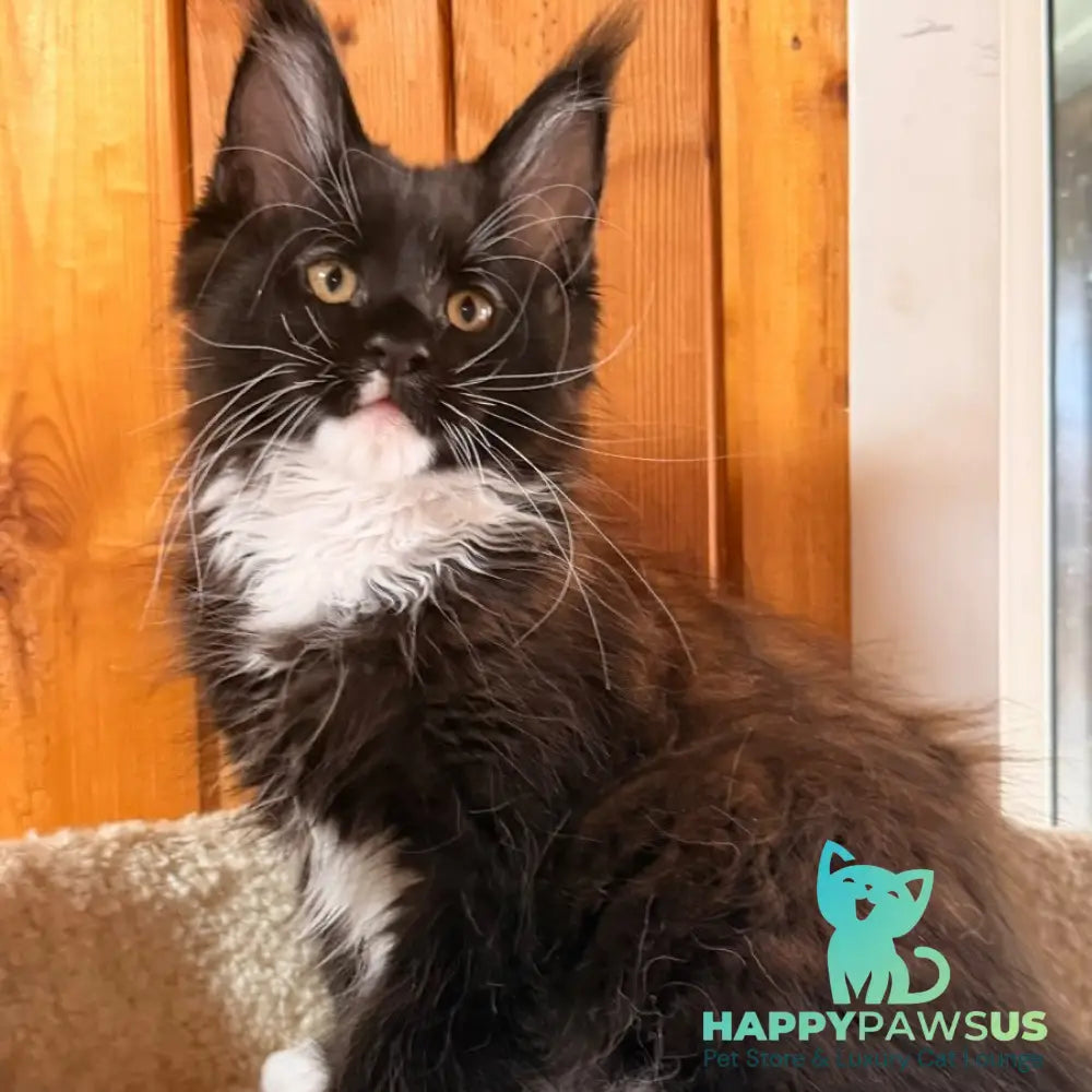 Onyx Maine Coon polydactyl 6x6x6x6 male black bicolour - live animals