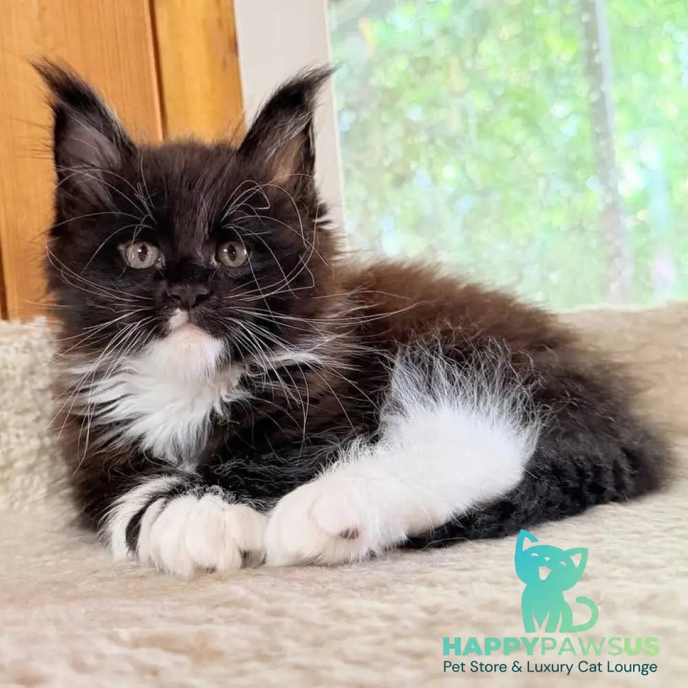 Onyx Maine Coon male black bicolour - live animals