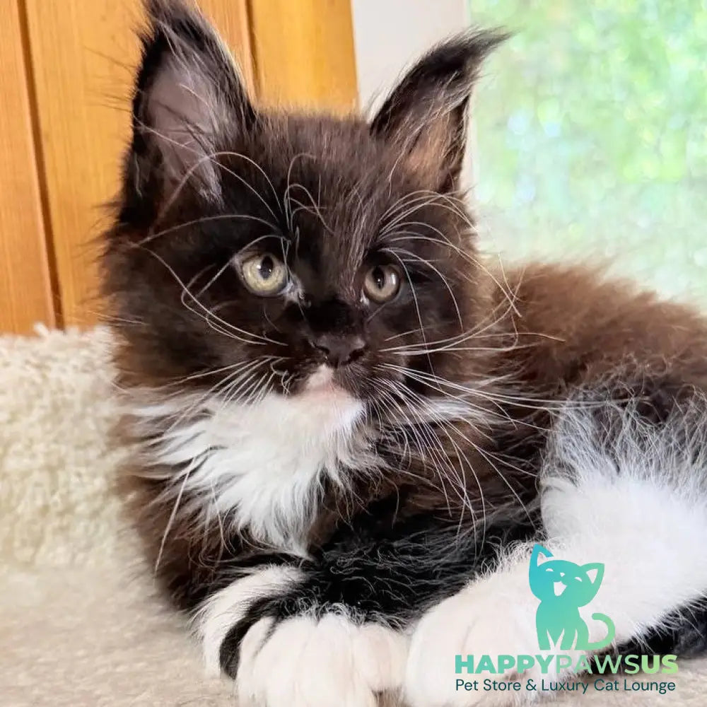 Onyx Maine Coon male black bicolour - live animals