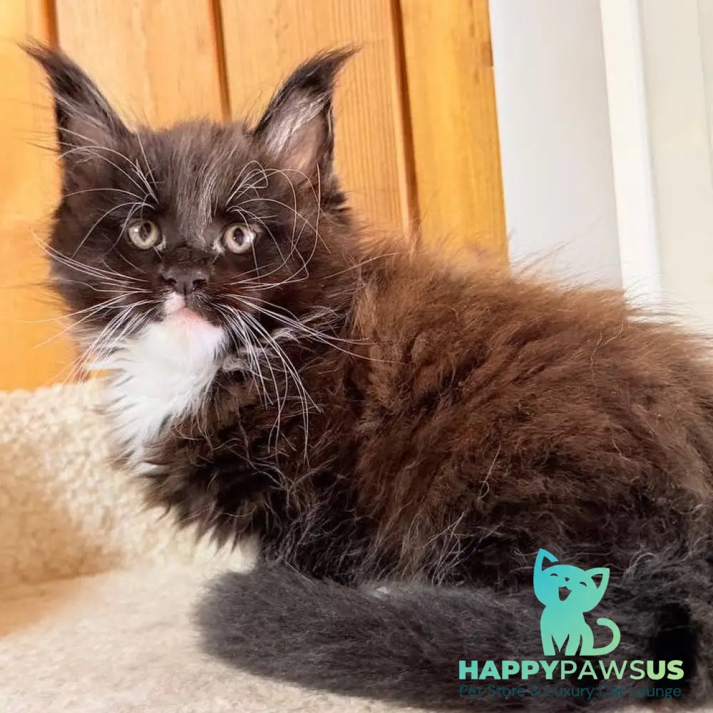 Onyx Maine Coon male black bicolour - live animals