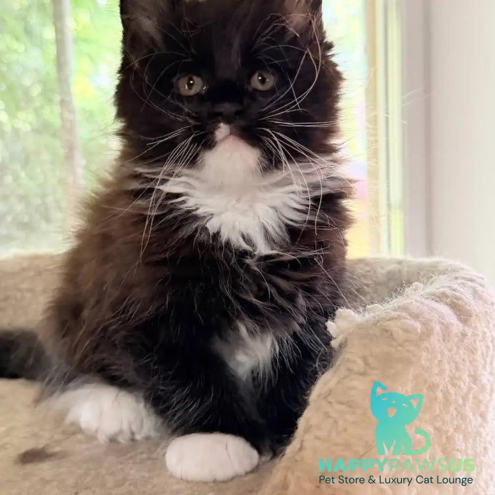 Onyx Maine Coon male black bicolour - live animals