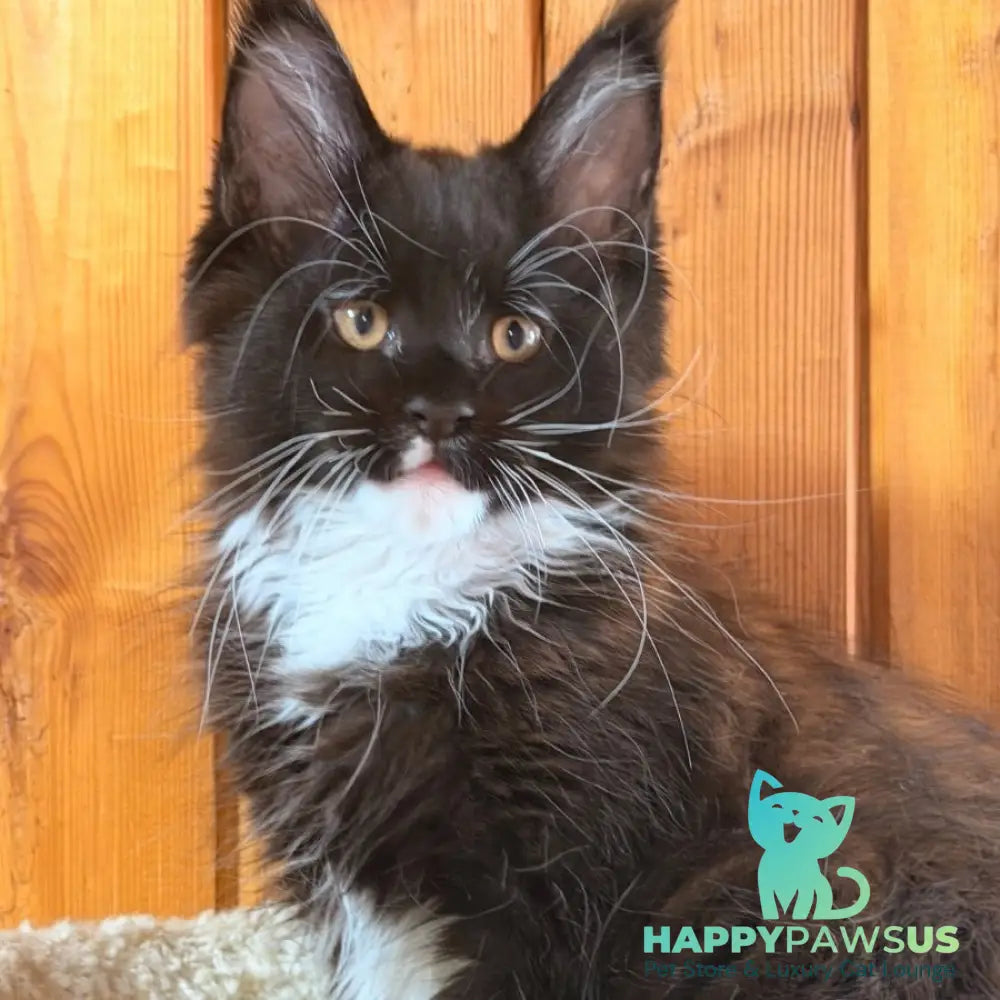 Onyx Maine Coon polydactyl 6x6x6x6 male black bicolour - live animals