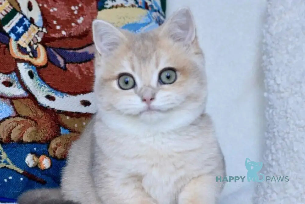 Opal British Shorthair male blue golden chinchilla live animals