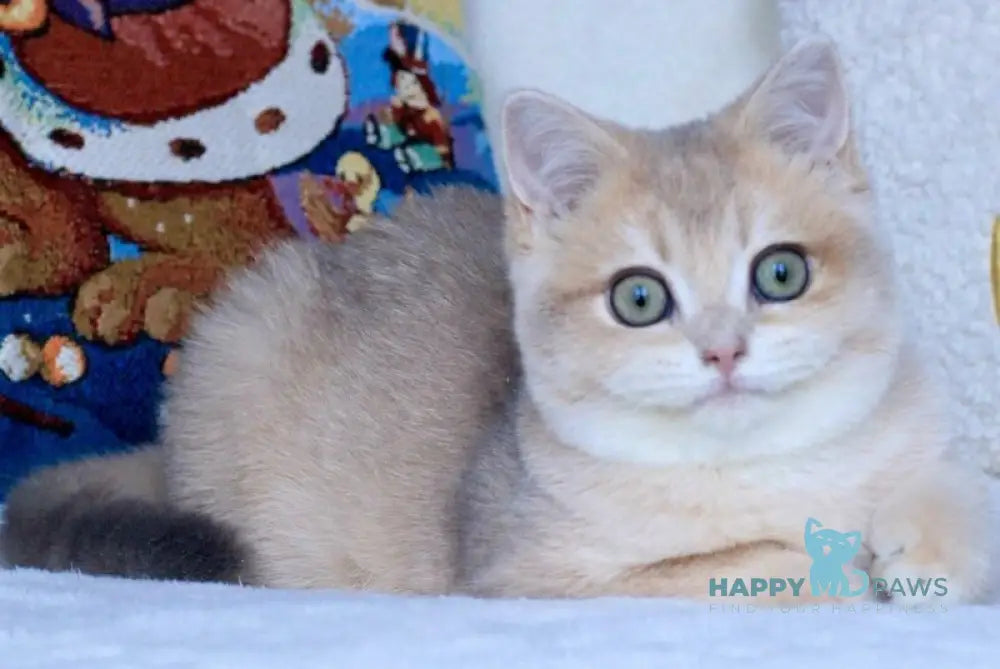 Opal British Shorthair male blue golden chinchilla live animals