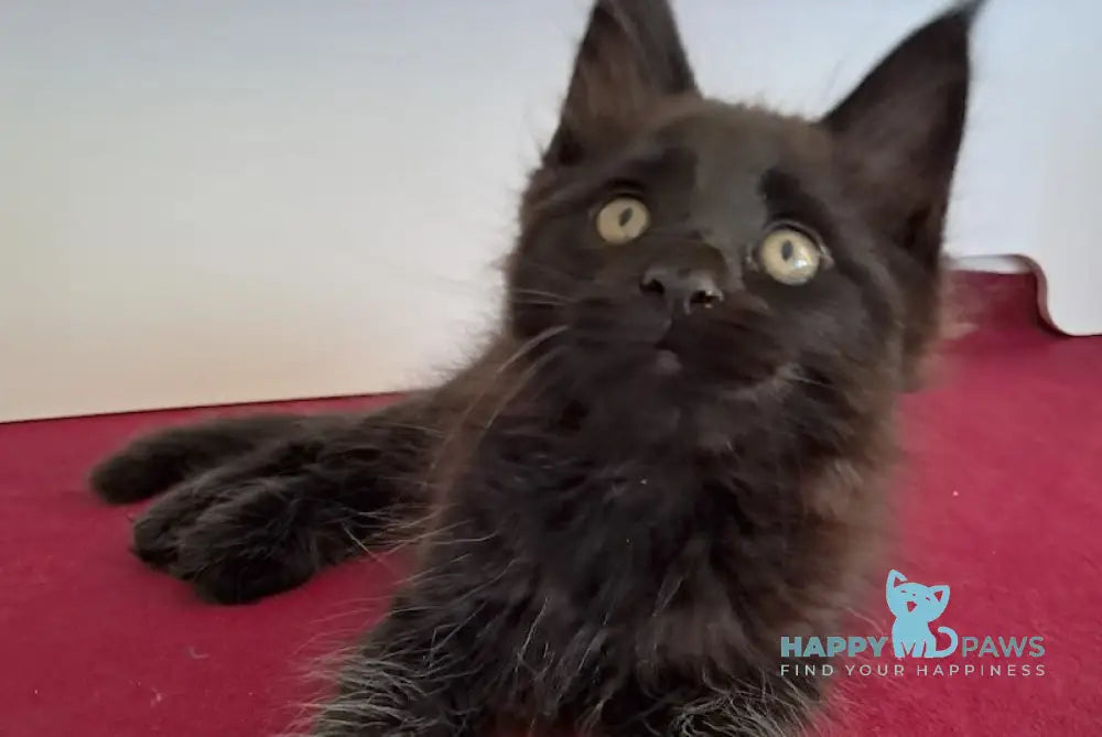 Opal Maine Coon male black live animals