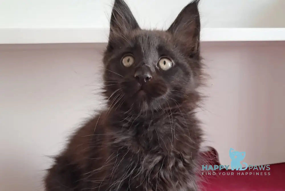 Opal Maine Coon male black live animals