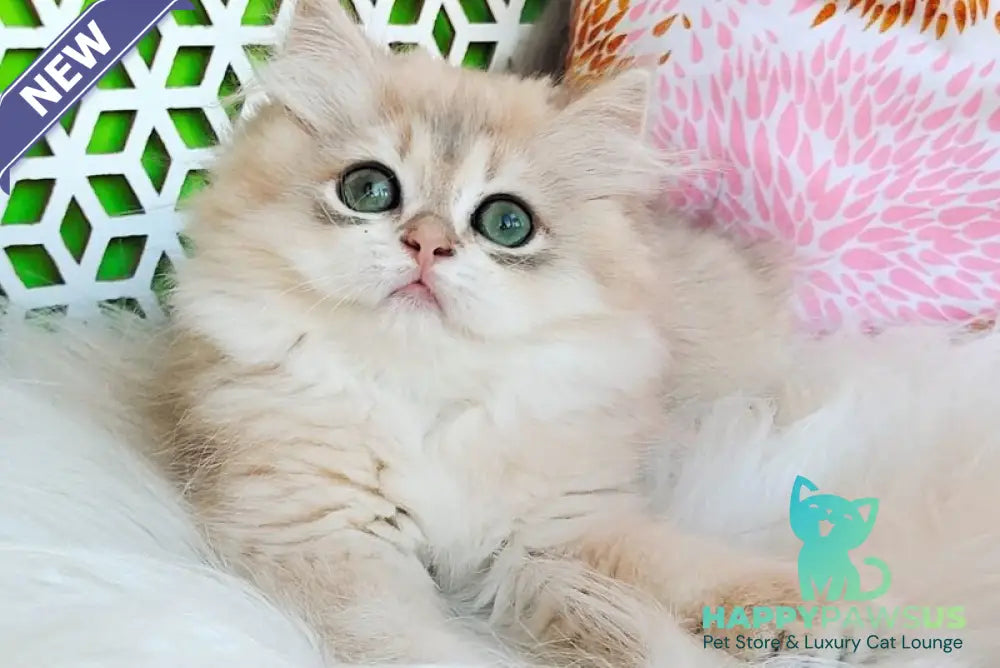 Ophelia British Longhair female blue golden shaded - live animals