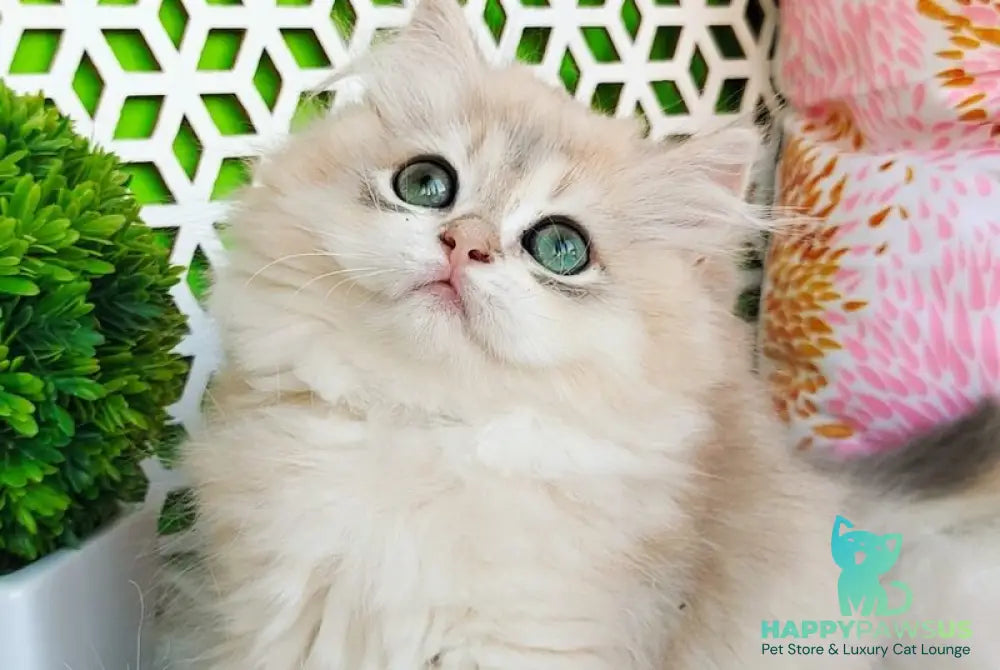 Ophelia British Longhair female blue golden shaded - live animals