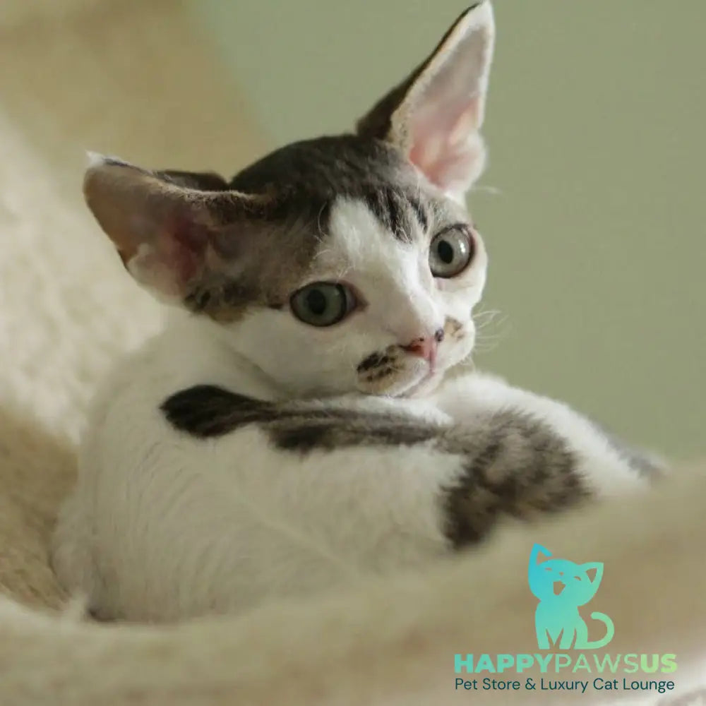 Ophelia Devon Rex female black spotted tabby bicolour - live animals