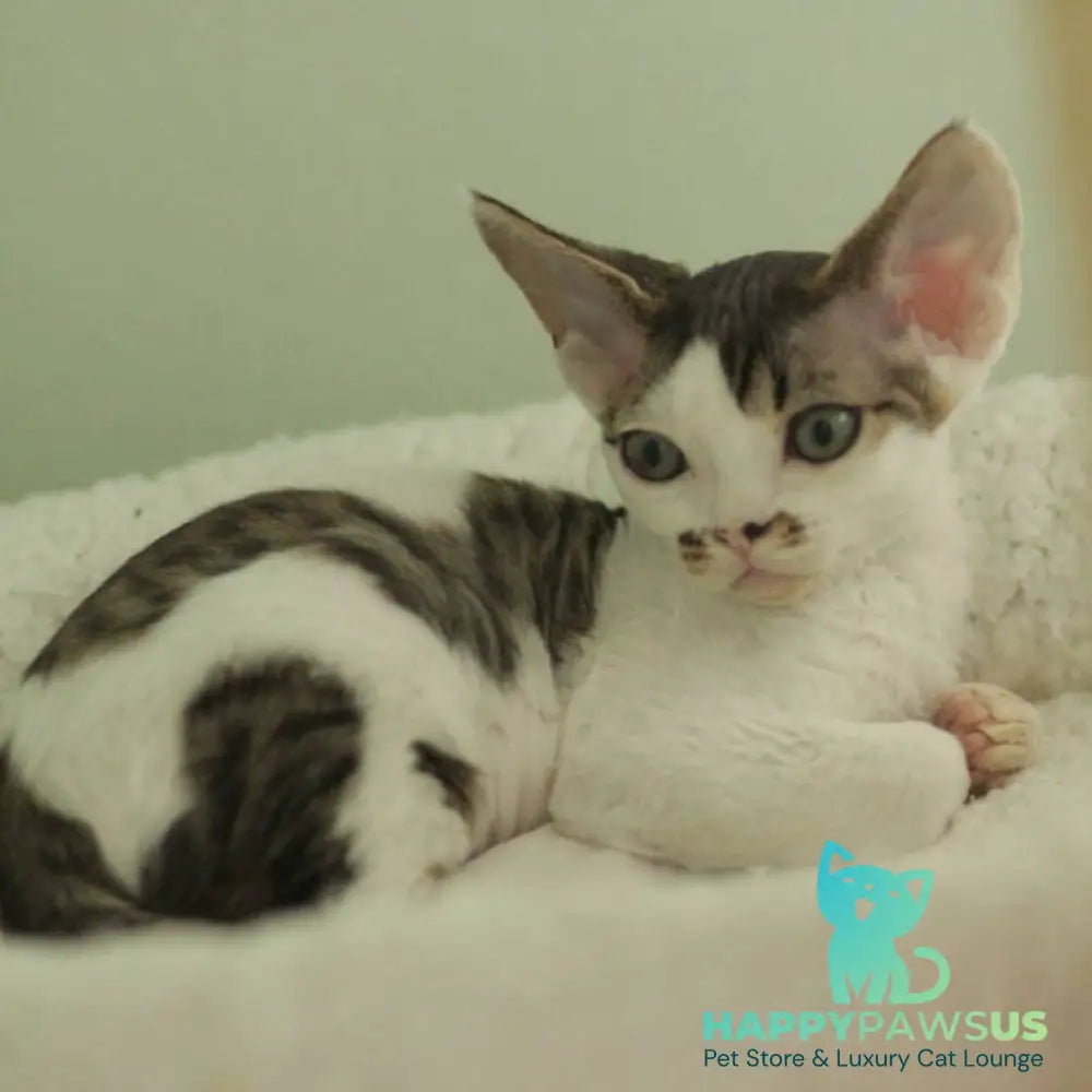 Ophelia Devon Rex female black spotted tabby bicolour - live animals