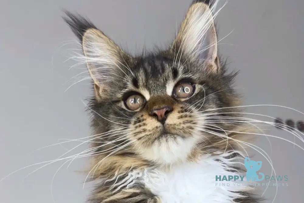 Ophelia Maine Coon female black tabby with white live animals