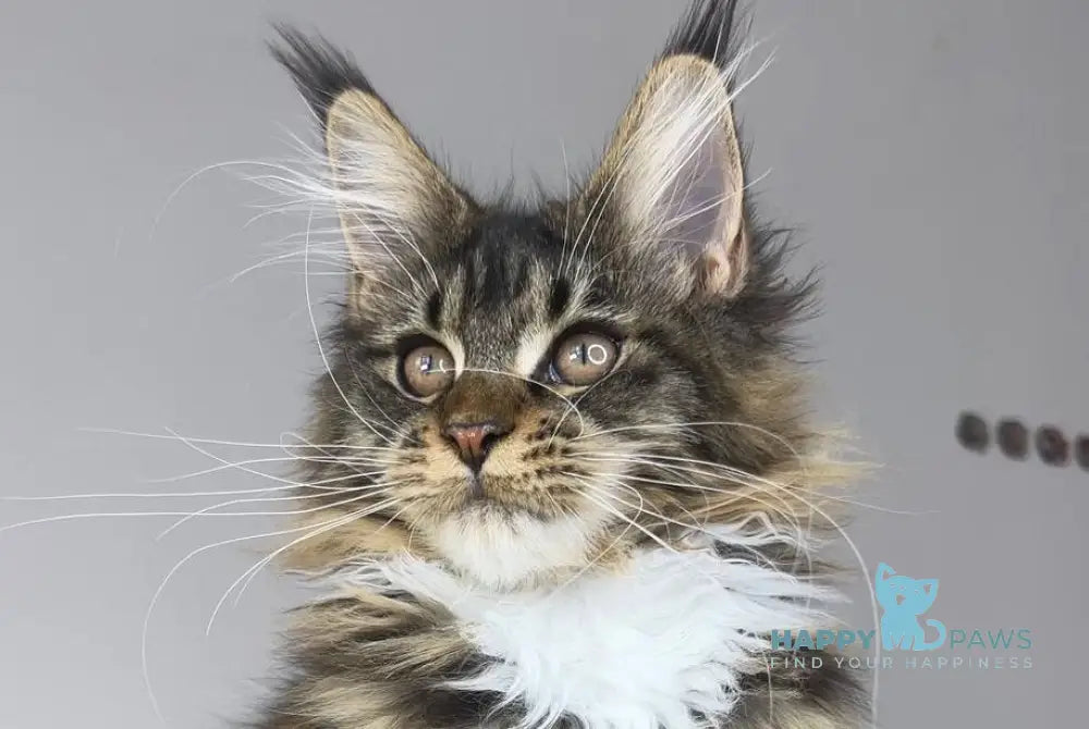 Ophelia Maine Coon female black tabby with white live animals