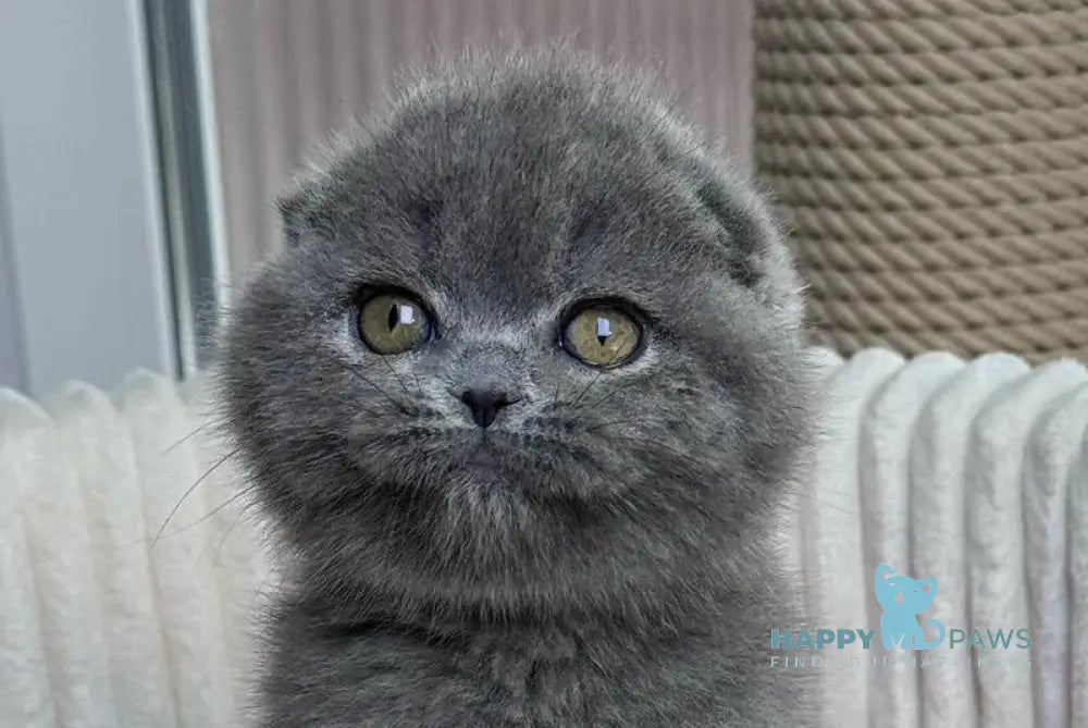 Ophelia Scottish Fold female blue live animals