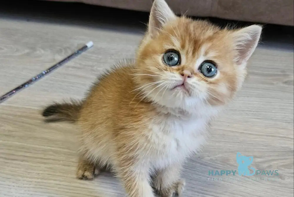 Ophelia Scottish Straight female black golden ticked tabby - live animals