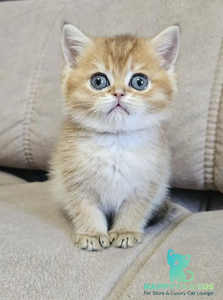 Ophelia Scottish Straight female black golden ticked tabby - live animals